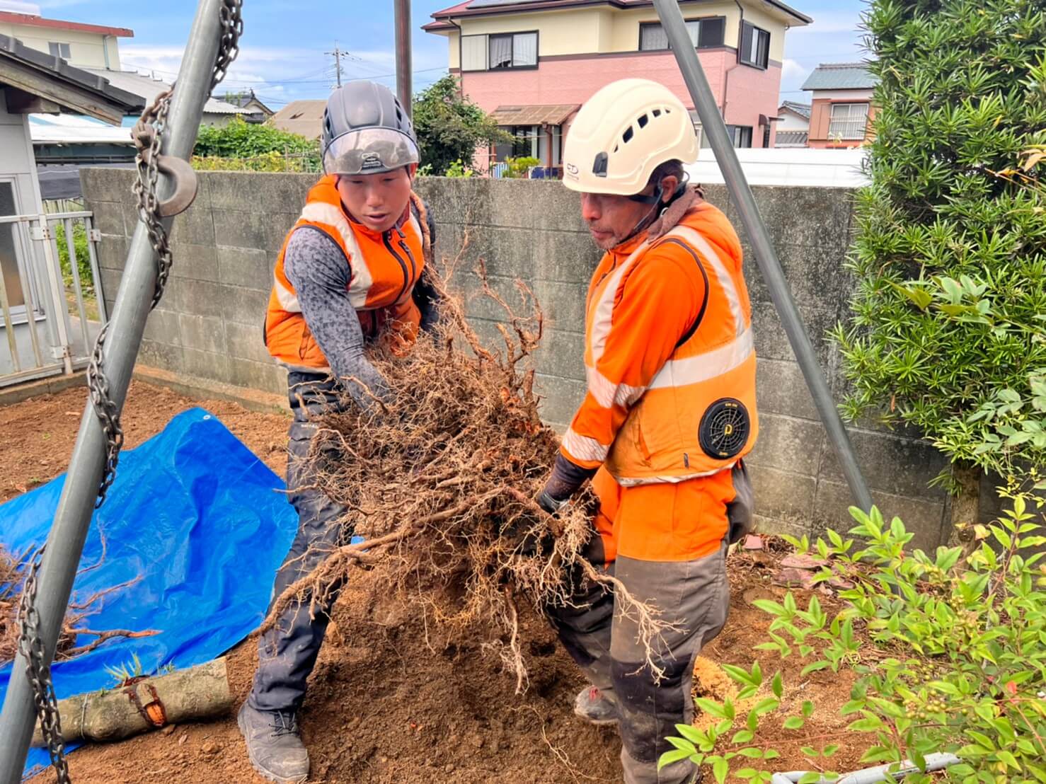 土を出来るだけ落としても二人でやっと持てるほどの重量をテキパキと搬出して抜根作業を完了
